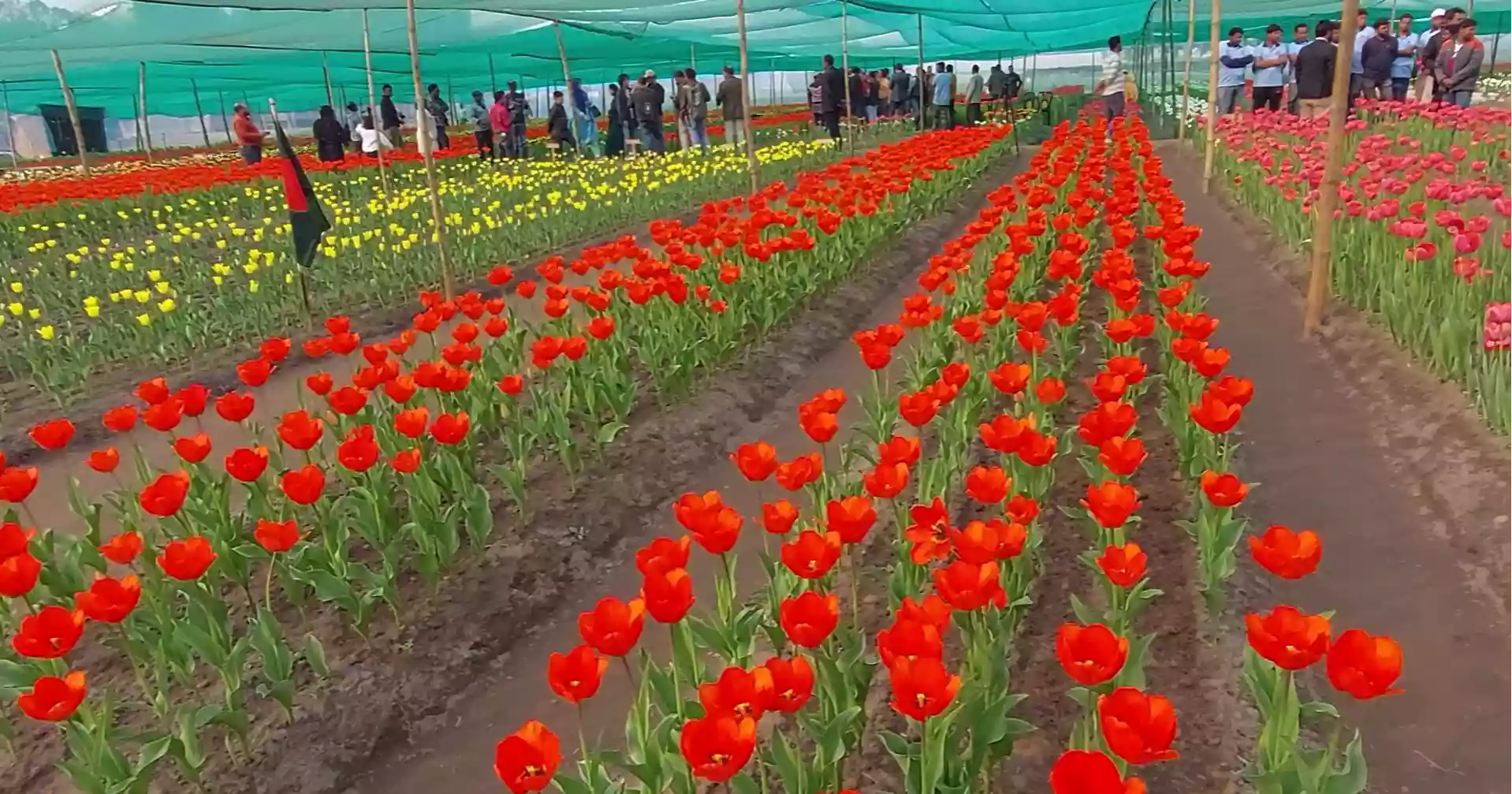 Tulip Point, Tetulia